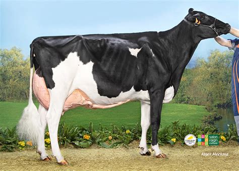 code race prim holstein.